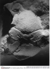Historisches Foto von Oxythyreus gibbus (Reuss, 1858) (NHMW-AFW-GEO-BACHMAYER-FOTO-1990-0041-2688)